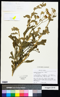 Image of Vernoniastrum uncinatum