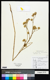 Vernoniastrum uncinatum image