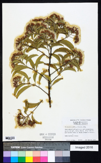 Vernonia uniflora image
