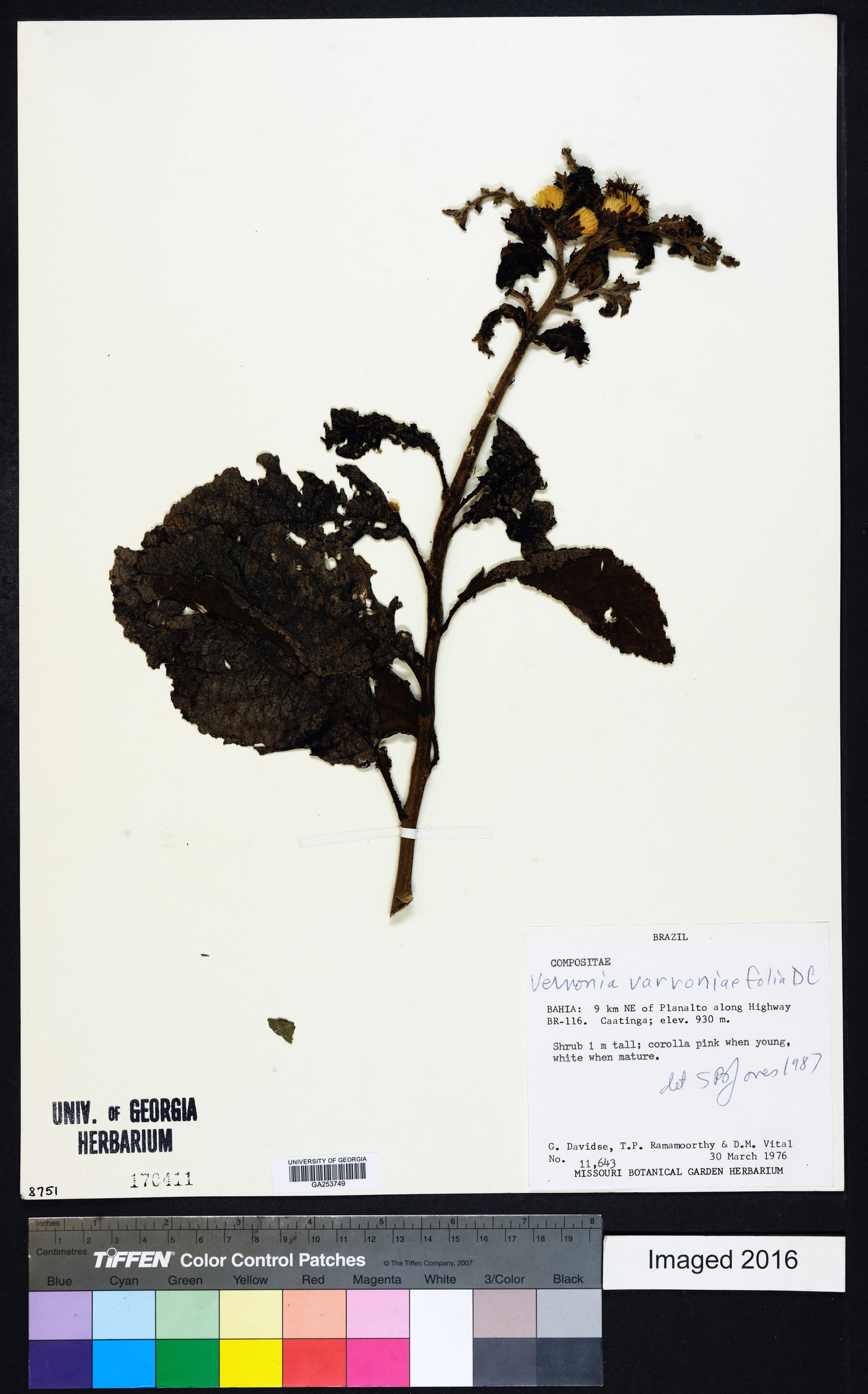 Lessingianthus varroniifolius image