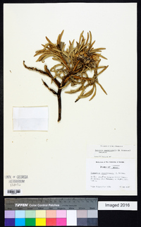 Eremanthus veadeiroensis image