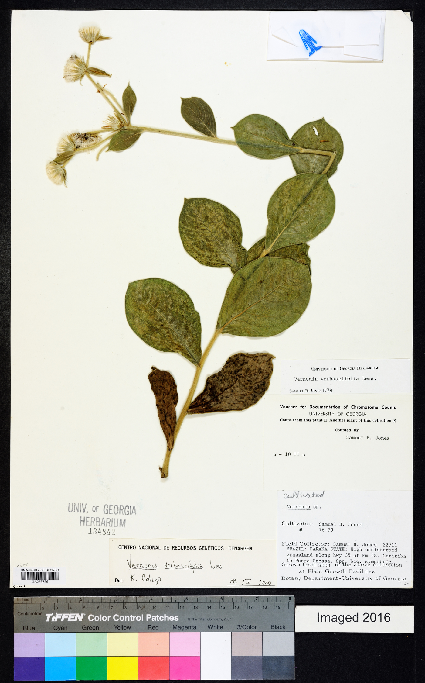 Chrysolaena verbascifolia image