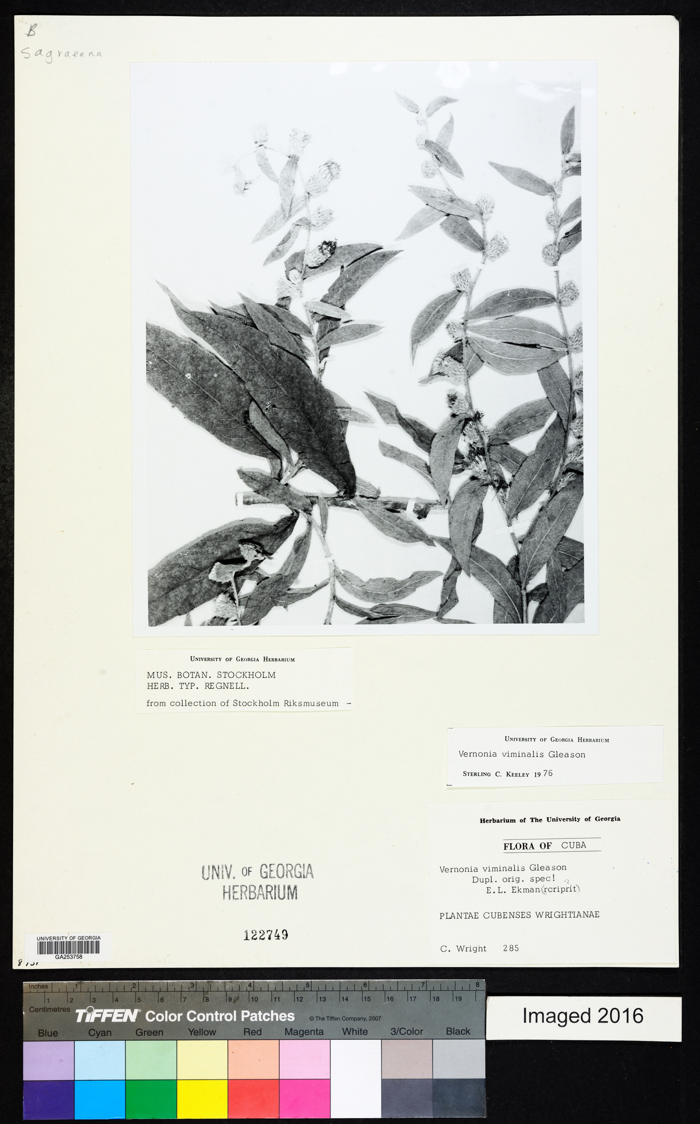 Lepidaploa viminalis image