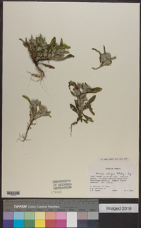 Image of Vernoniastrum ambiguum