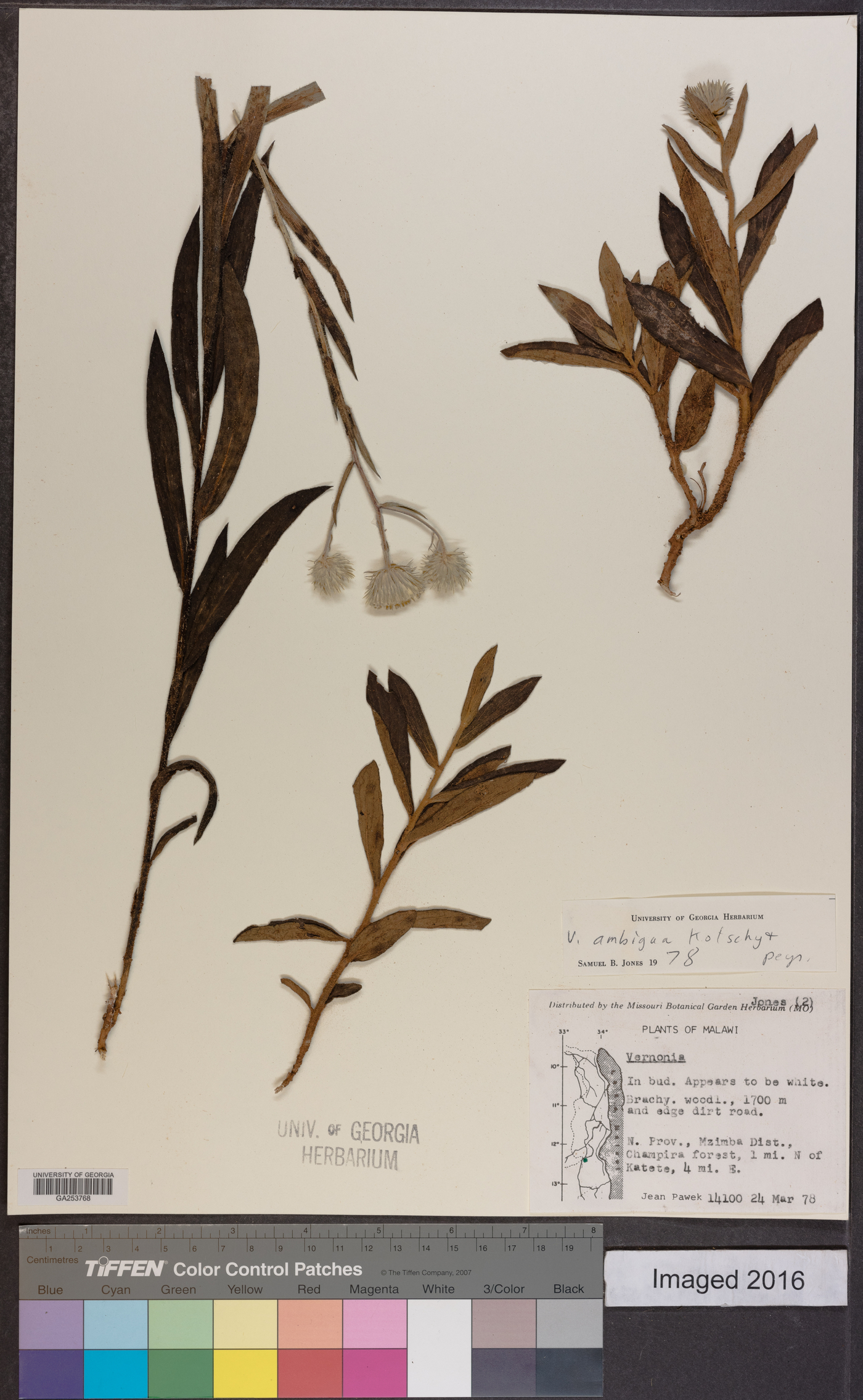 Vernoniastrum ambiguum image