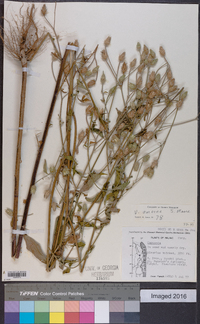 Image of Vernonia amoena