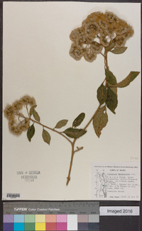 Gymnanthemum amygdalinum image