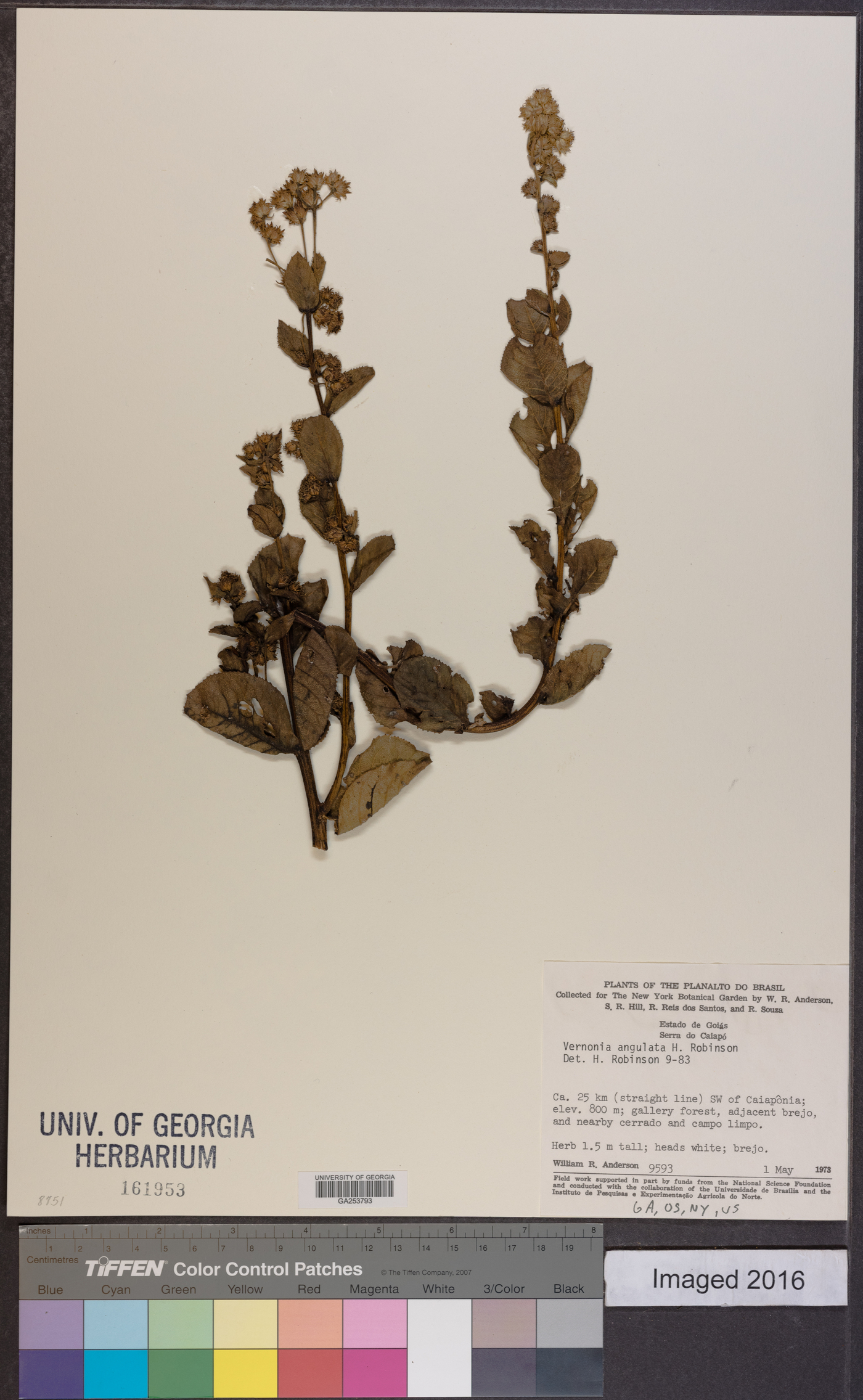 Vernonanthura angulata image