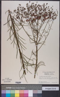 Vernonia angustifolia image