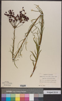 Vernonia angustifolia image