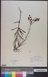 Vernonia angustifolia image