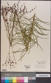 Vernonia angustifolia image