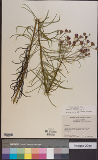 Vernonia angustifolia image