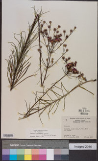 Vernonia angustifolia image