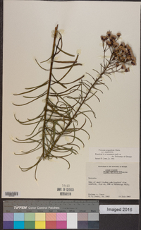 Vernonia angustifolia image