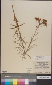 Vernonia angustifolia image