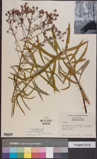 Vernonia angustifolia image