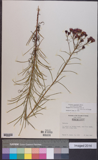 Vernonia angustifolia image