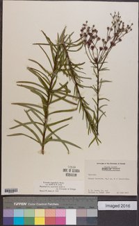 Vernonia angustifolia image