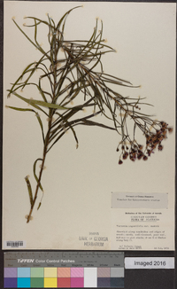 Vernonia angustifolia var. scaberrima image