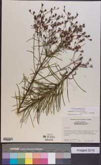 Vernonia angustifolia image