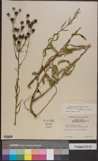 Vernonia angustifolia var. scaberrima image