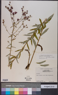 Vernonia angustifolia var. scaberrima image
