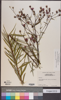 Vernonia angustifolia var. scaberrima image