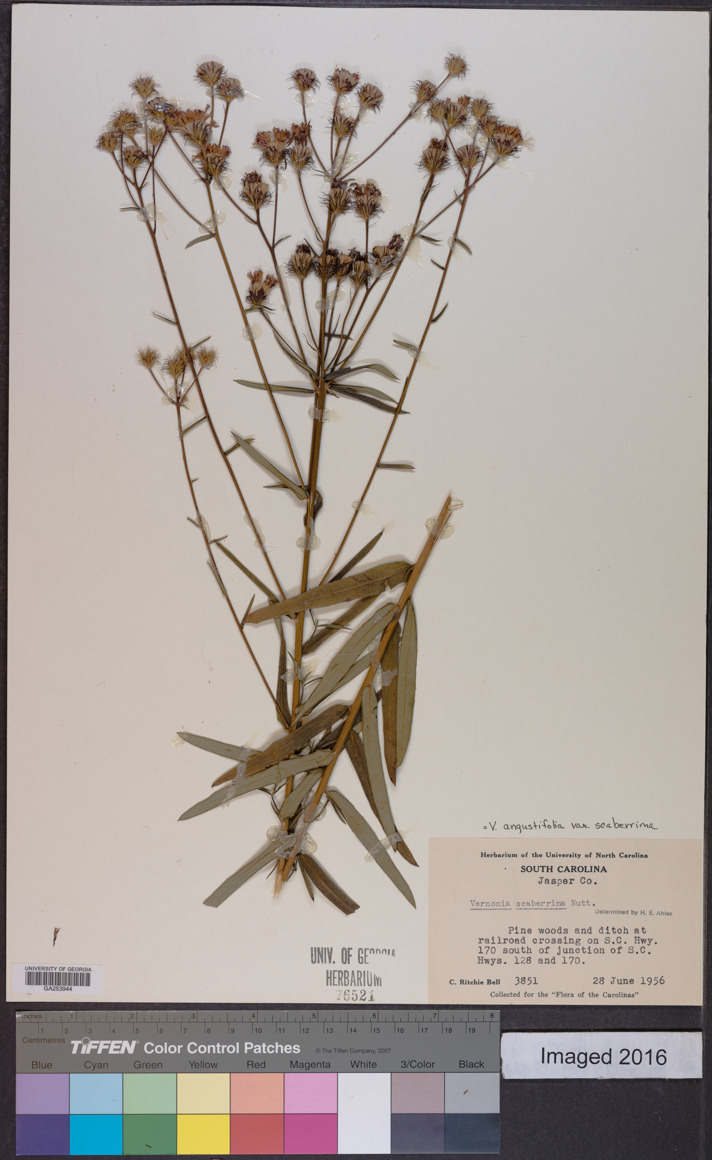 Vernonia angustifolia var. scaberrima image