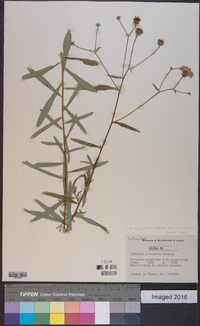 Vernonia angustifolia image