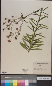 Vernonia angustifolia var. scaberrima image