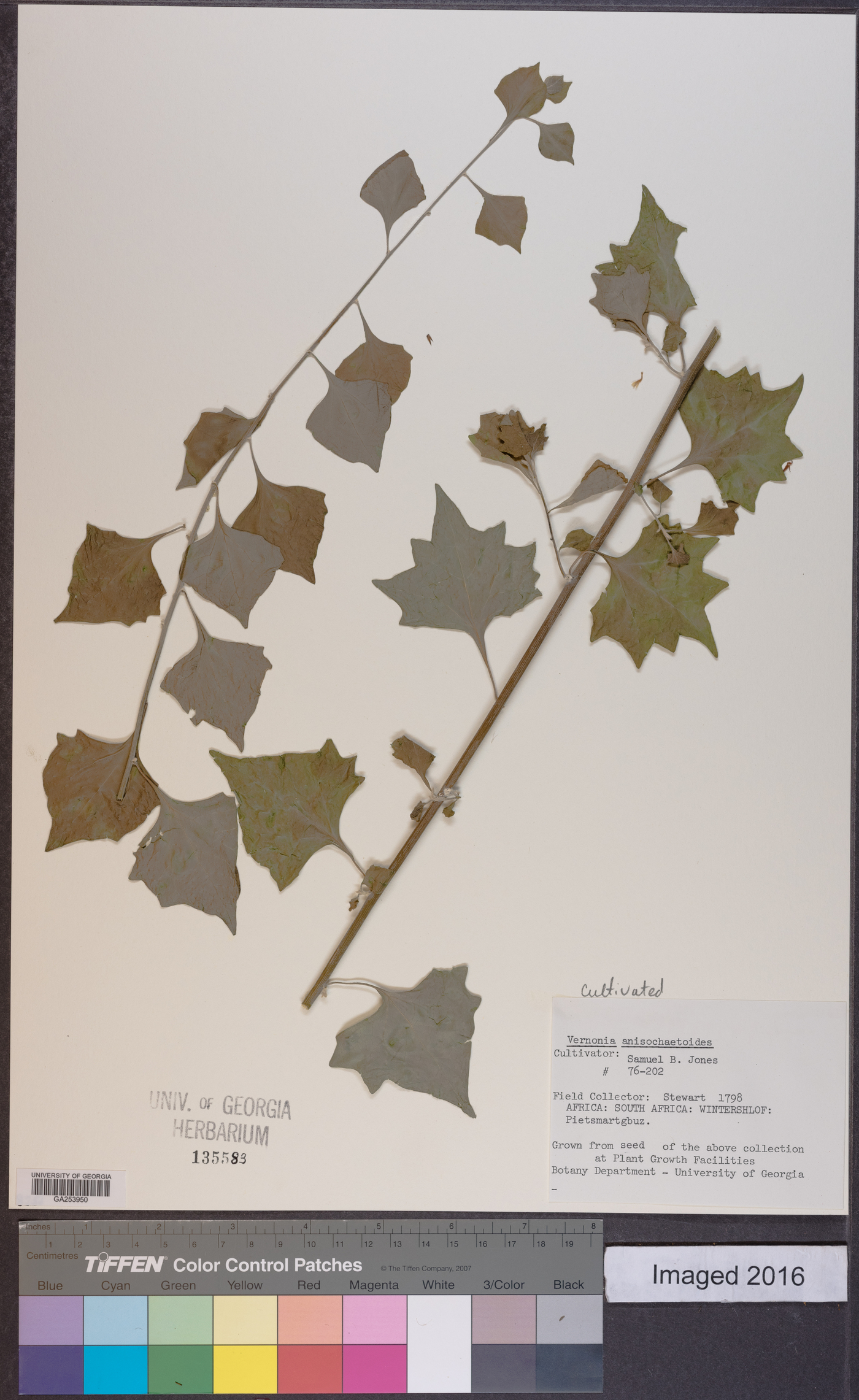 Distephanus anisochaetoides image