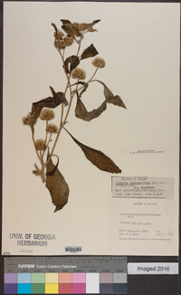 Vernonia anthelmintica image