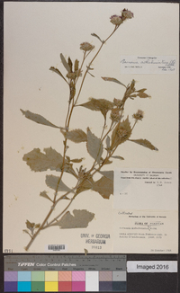 Vernonia anthelmintica image