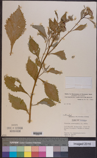 Vernonia anthelmintica image