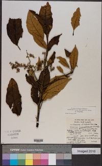 Vernonia arborea image