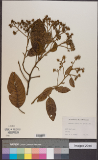 Vernonia arborea image