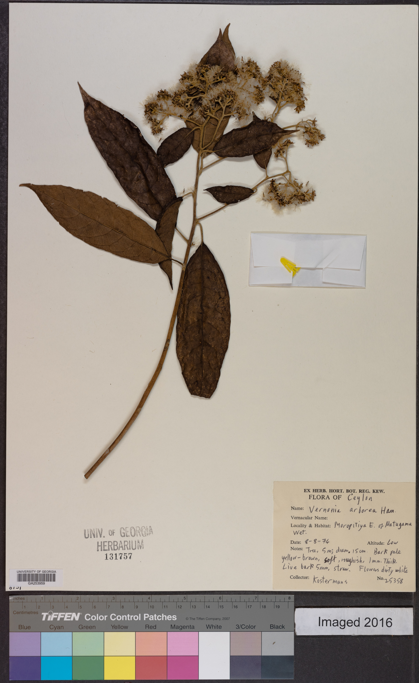 Vernonia arborea image