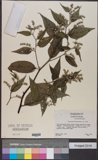 Vernonia arborescens image