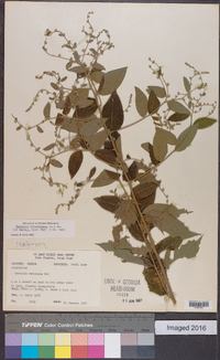 Vernonia arborescens image