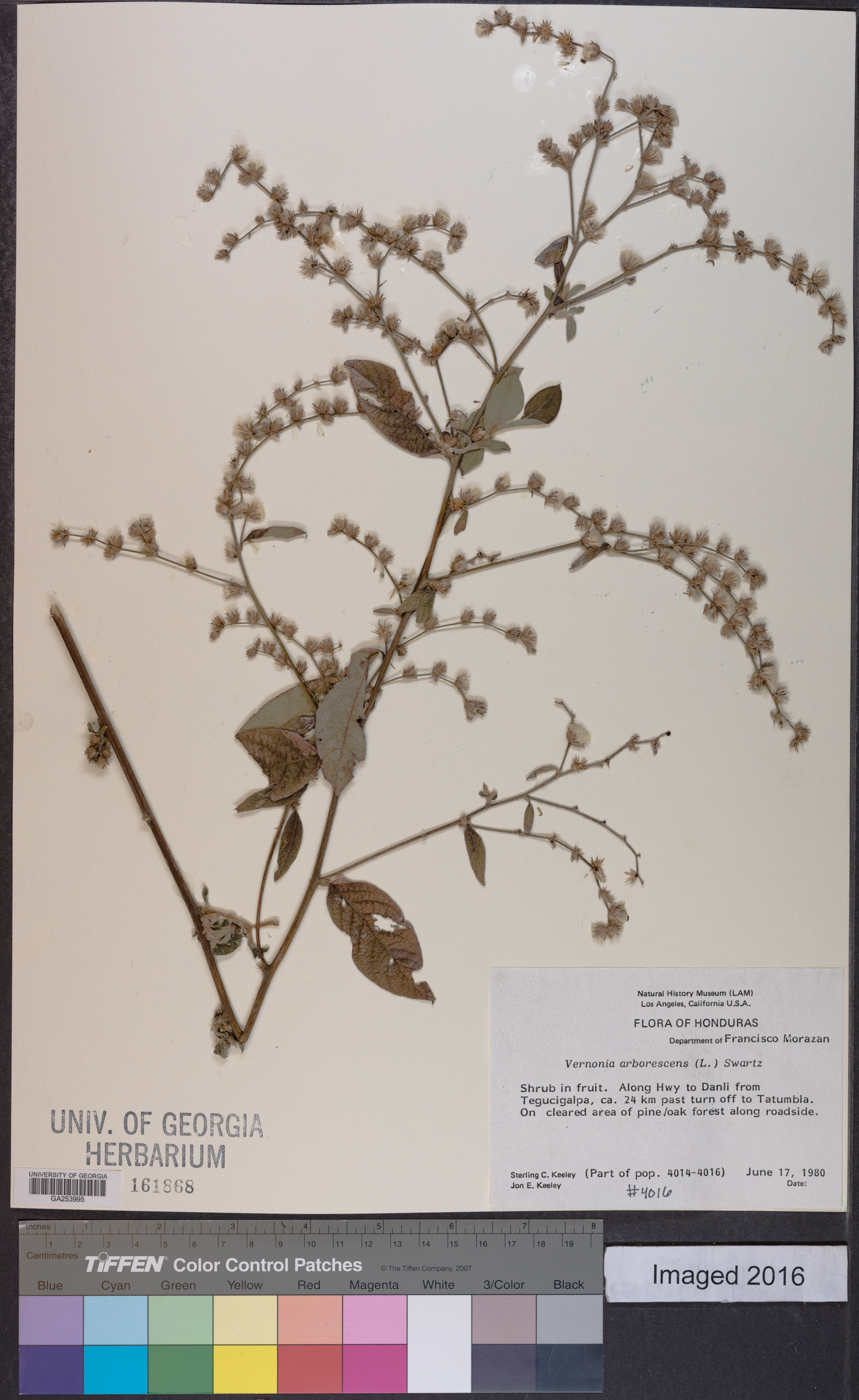 Vernonia arborescens image