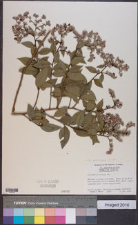 Vernonia arborescens image