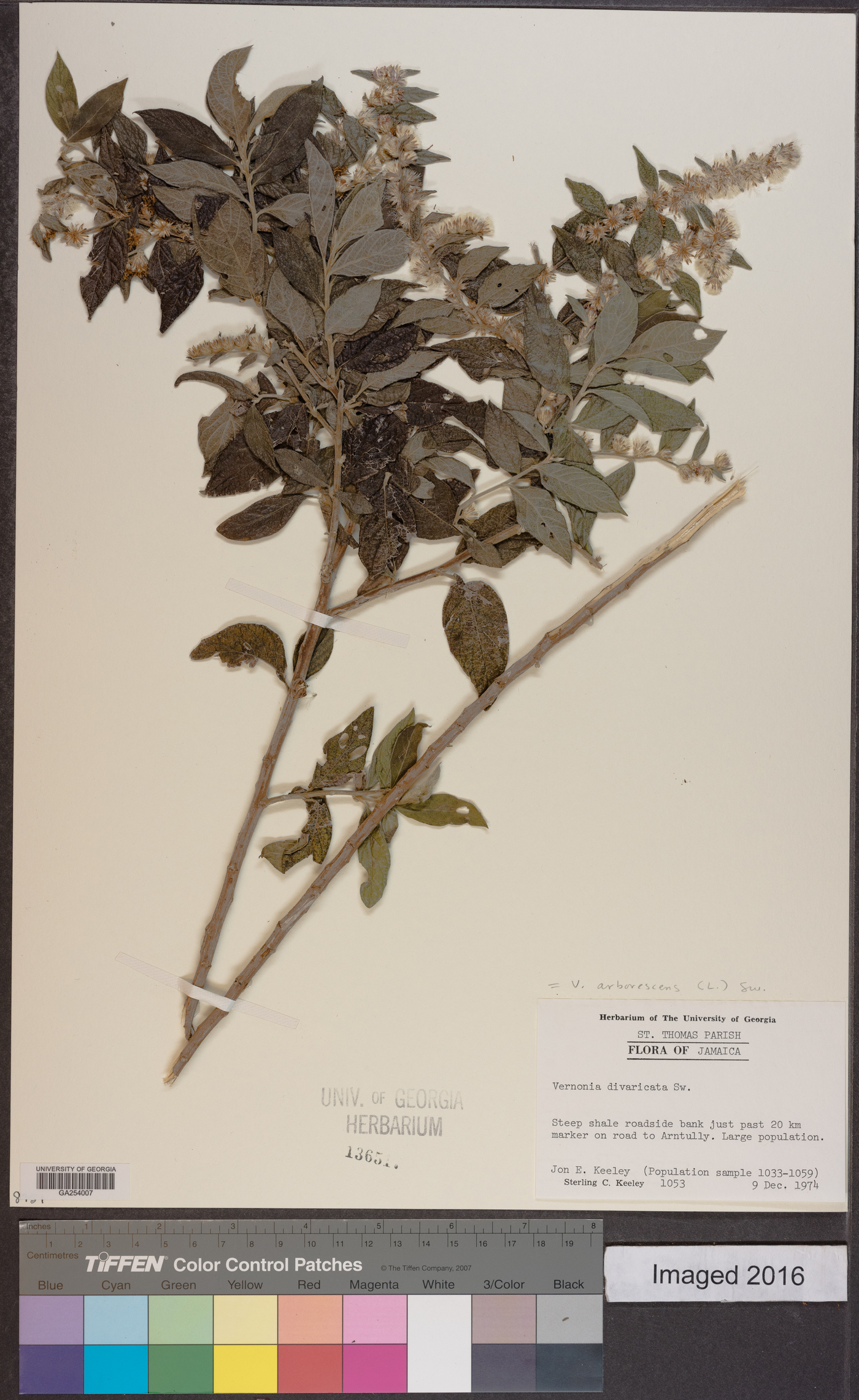 Vernonia arborescens image