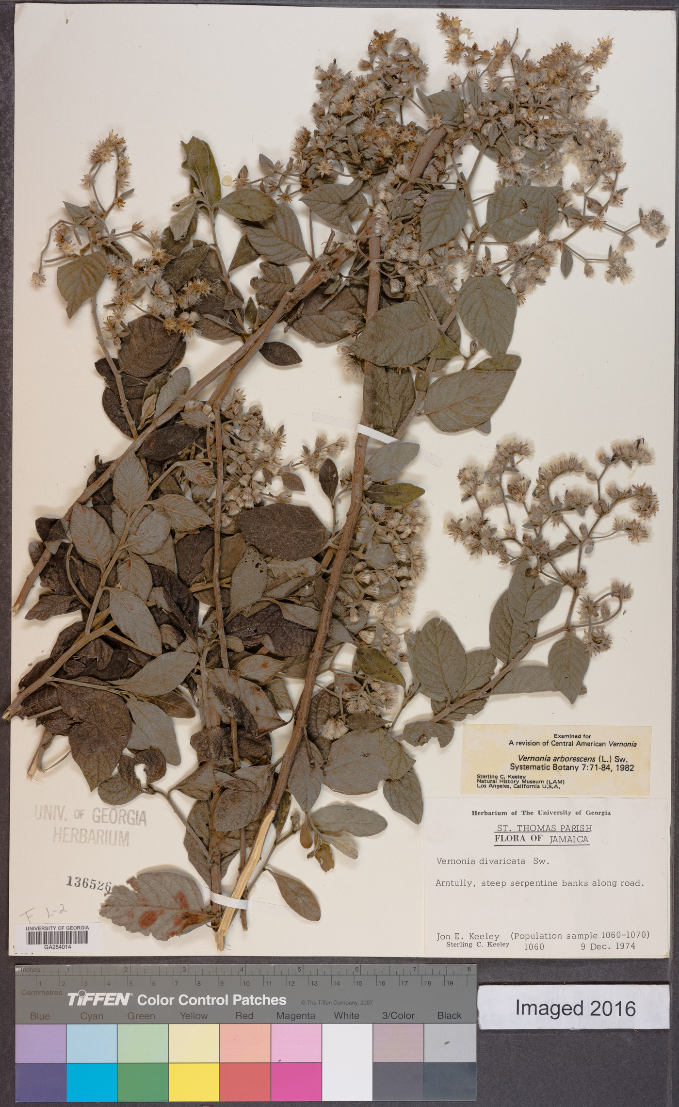 Vernonia arborescens image