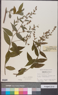 Vernonia arborescens image