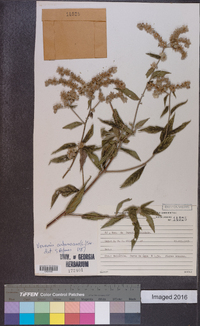 Vernonia arborescens image