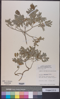 Lepidaploa arbuscula image