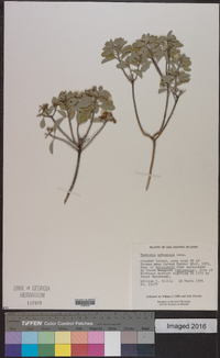 Lepidaploa arbuscula image