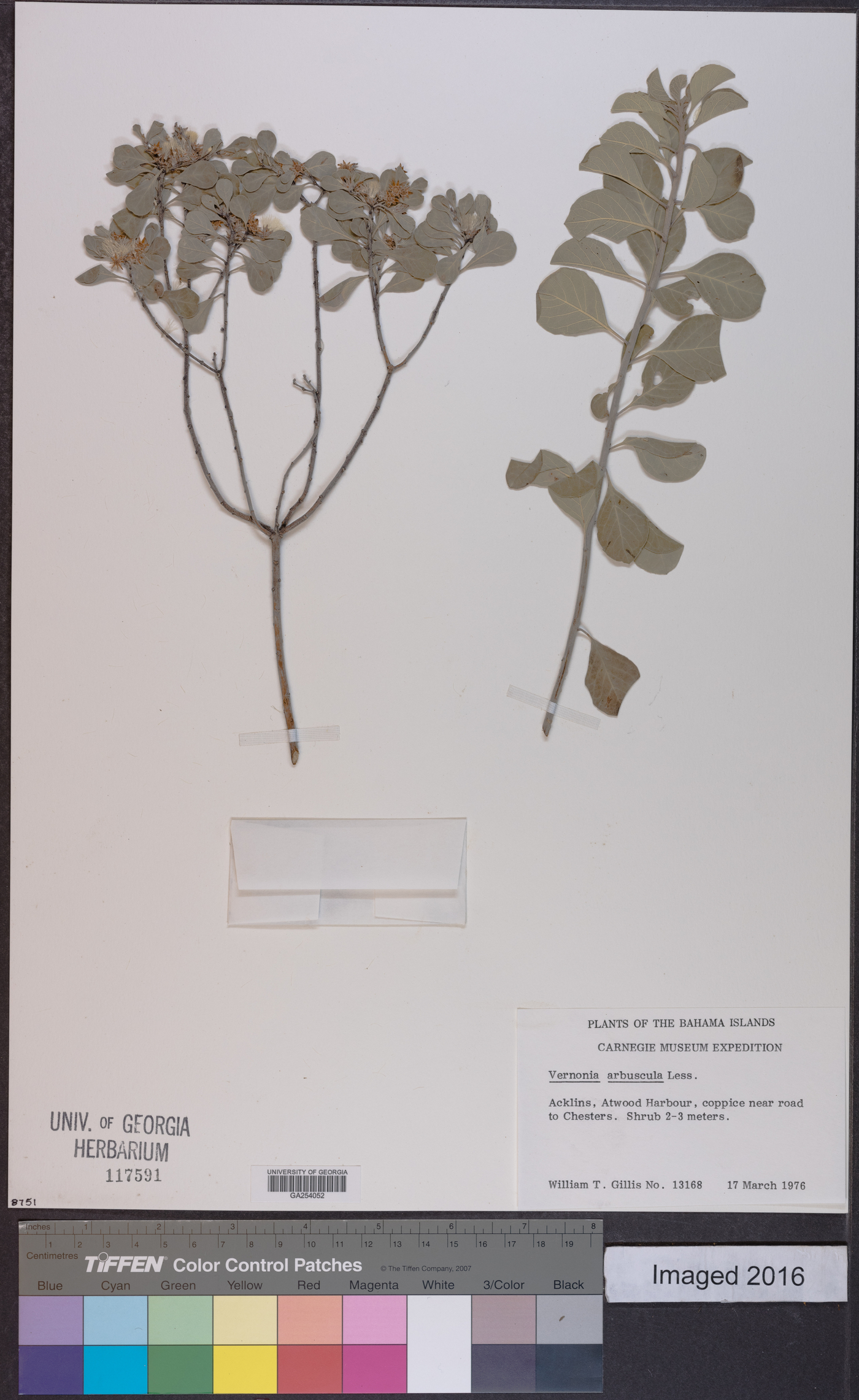 Lepidaploa arbuscula image