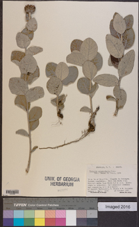 Lessingianthus argyrophyllus image